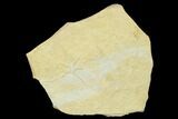 Jurassic Brittle Star (Sinosura) Fossil - Solnhofen #132414-1